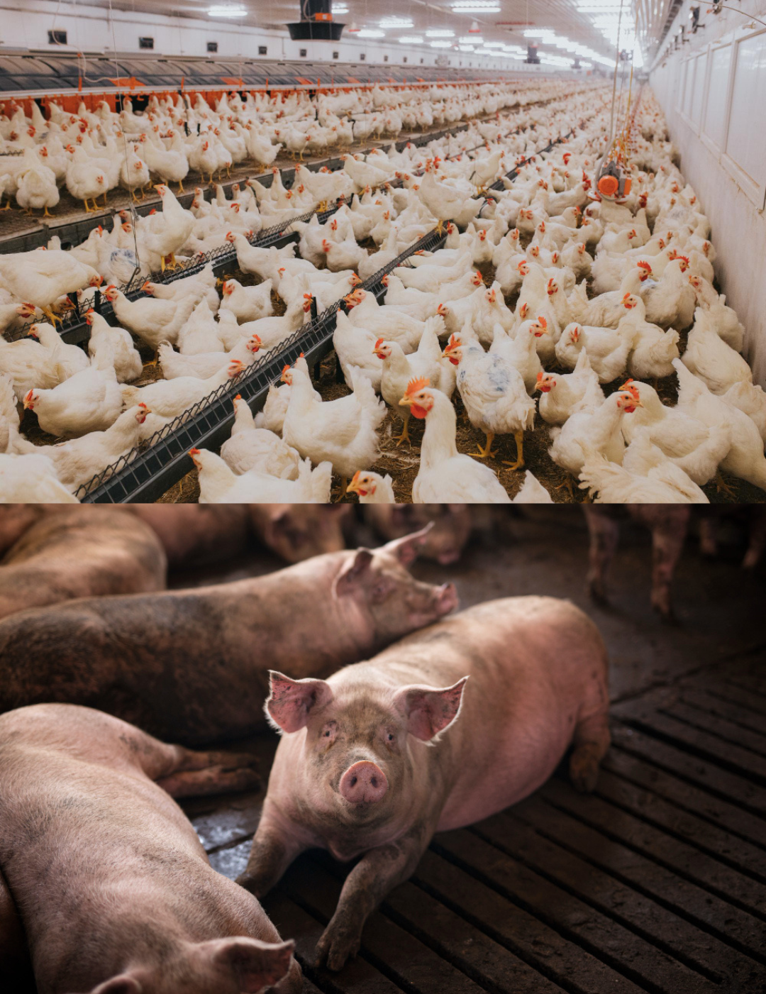 Imagem da área Avicultura e Suinocultura