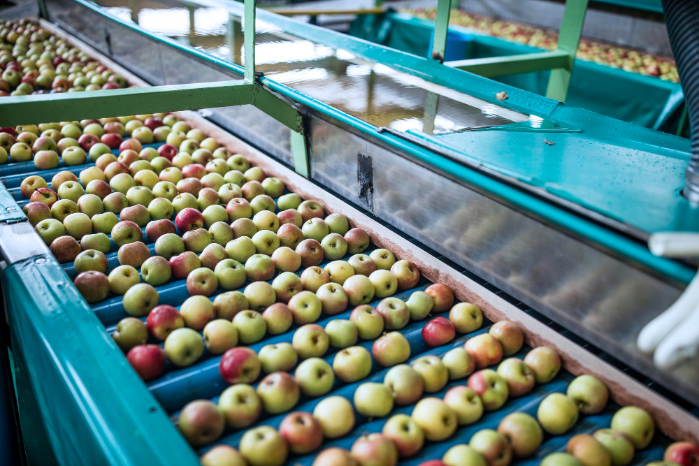 Selecionadores de Frutas